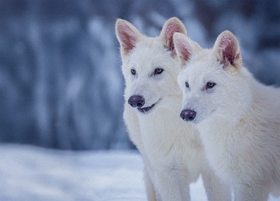 Dire-Wolf Revival: Revolutionäre Gentechnik und ethische Debatten im Fokus
